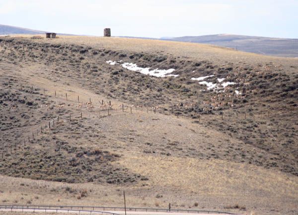 Through the fence gap. Photo by Clint Gilchrist, Pinedale Online.