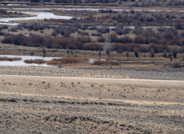 A brief pause. Photo by Clint Gilchrist, Pinedale Online.