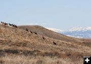 Deer on the open range. Photo by Clint Gilchrist, Pinedale Online.