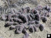 Desert Cactus. Photo by Dawn Ballou, Pinedale Online.