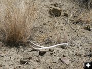 Mule Deer Shed. Photo by Clint Gilchrist, Pinedale Online.