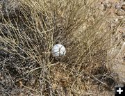 Golf Ball in the middle of nowhere. Photo by Clint Gilchrist, Pinedale Online.