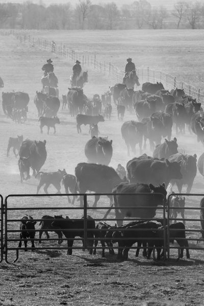 Bringing the cattle into be branded . Photo by Tara Bolgiano.