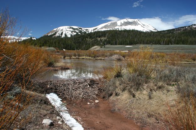 Typical Beaver Pond. Photo by Pinedale Online.
