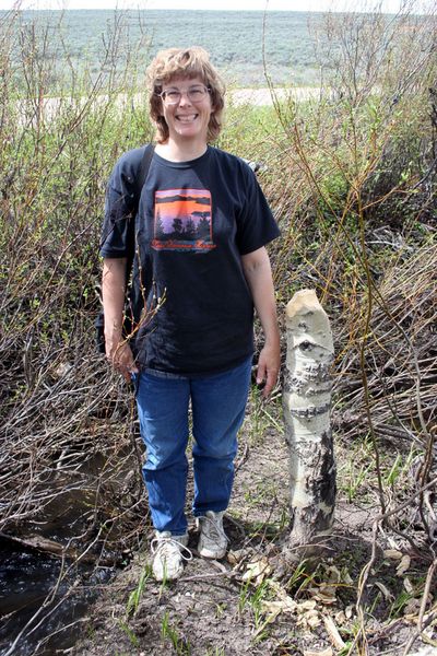 Beaver Stump. Photo by Pinedale Online.