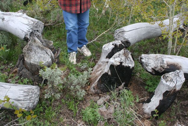 Old Beaver Cuts. Photo by Pinedale Online.