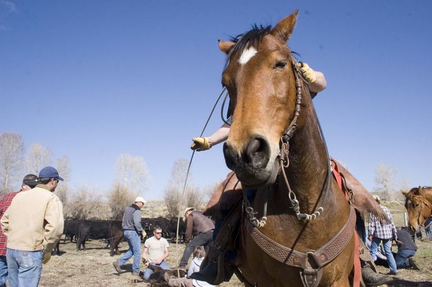 A roper needs to have a good horse so that it doesn't run over the wresters or calves while doing it's job.. Photo by Tara Bolgiano.