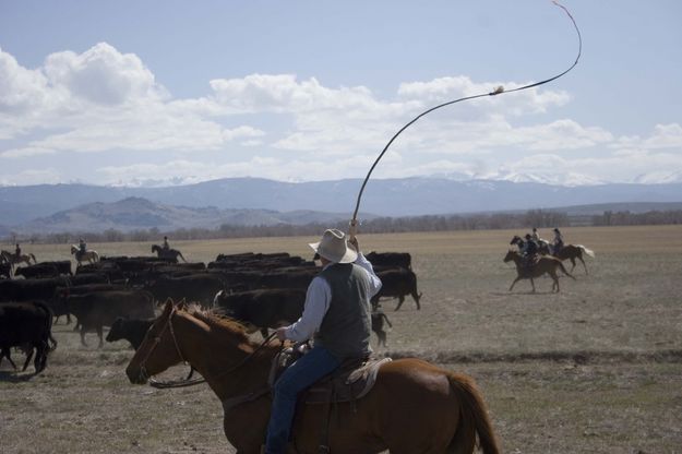 Chris Sullivan cracks his bullwhip, keeping rowdy cattle moving. Photo by Tara Bolgiano.