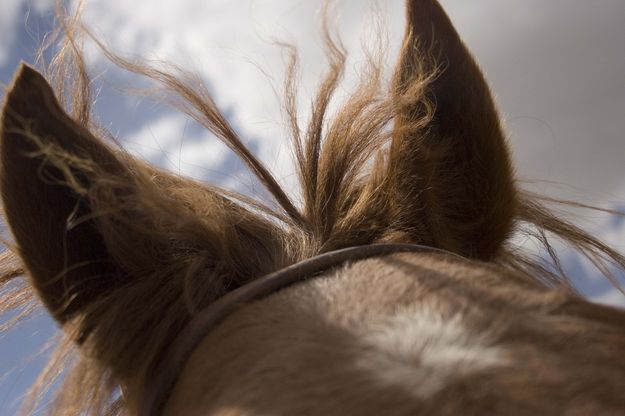 Jasper the horse's windblown look... Photo by Tara Bolgiano.