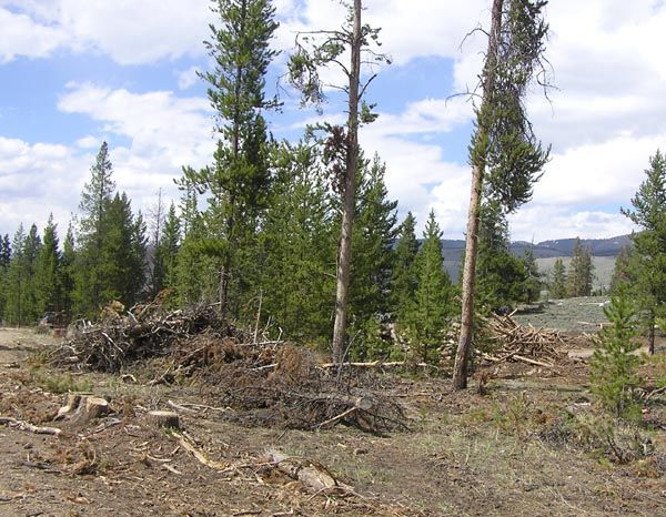 Logging in the campground. Photo by Dawn Ballou, Pinedale Online.