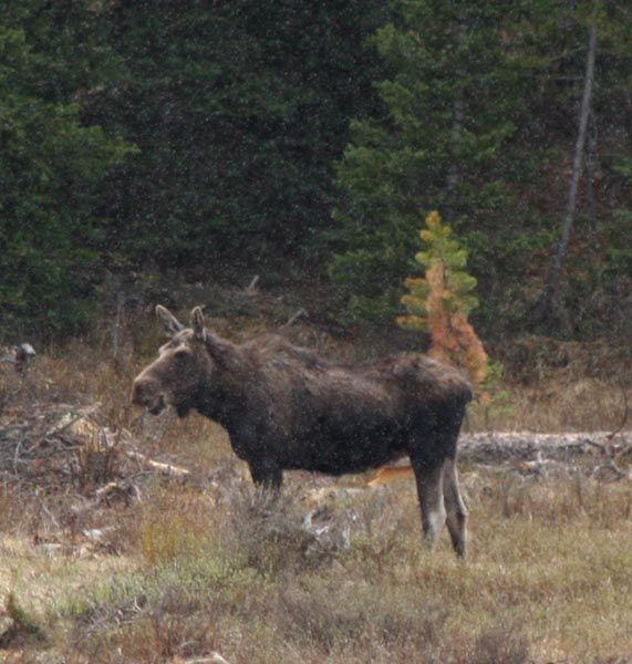 Green River Moose. Photo by Clint Gilchrist, Pinedale Online.