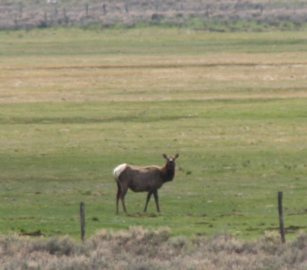 Homestead Elk. Photo by Clint Gilchrist, Pinedale Online.