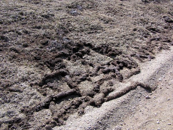 Rodent tunnels. Photo by Dawn Ballou, Pinedale Online.