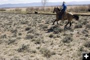 Randy Bolgiano and his horse Punk chase a loose calf. Photo by Tara Bolgiano.