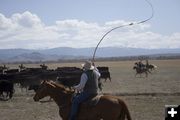 Chris Sullivan cracks his bullwhip, keeping rowdy cattle moving. Photo by Tara Bolgiano.
