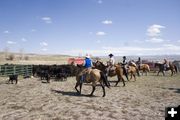 Bringing the second herd into the pen. Photo by Tara Bolgiano.