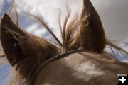 Jasper the horse's windblown look... Photo by Tara Bolgiano.