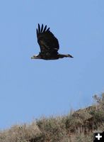 Eagle in flight. Photo by Clint Gilchrist, Pinedale Online.