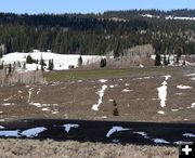 Green Spring Meadow. Photo by Clint Gilchrist, Pinedale Online.