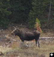 Green River Moose. Photo by Clint Gilchrist, Pinedale Online.