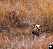 Hidden Moose. Photo by Clint Gilchrist, Pinedale Online.