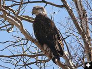 Immature Bald Eagle. Photo by Clint Gilchrist, Pinedale Online.