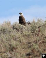 Eagle on rock perch. Photo by Clint Gilchrist, Pinedale Online.