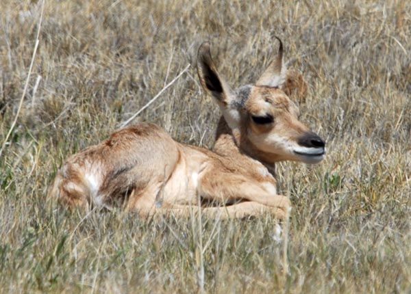 Antelope fawn. Photo by Arnold Brokling.