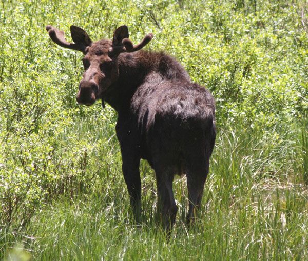 Bull Moose. Photo by Clint Gilchrist, Pinedale Online.