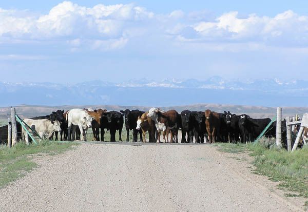 Cattle Guard. Photo by Dawn Ballou, Pinedale Online.