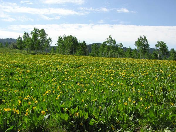 Field of Yellow Flowers. Photo by Dawn Ballou, Pinedale Online.