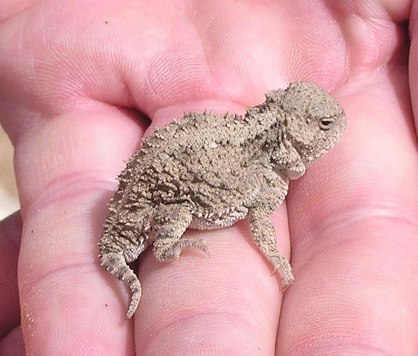 Horned Toad. Photo by Dawn Ballou, Pinedale Online.