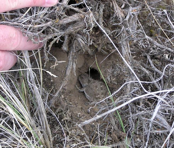 Horned Toad. Photo by Dawn Ballou, Pinedale Online.