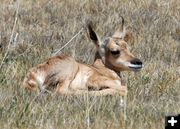 Antelope fawn. Photo by Arnold Brokling.