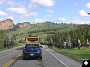 Hoback Cattle Drive. Photo by Dawn Ballou, Pinedale Online.