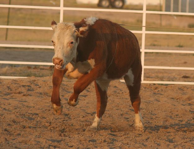 Bad Catch. Photo by Clint Gilchrist, Pinedale Online.