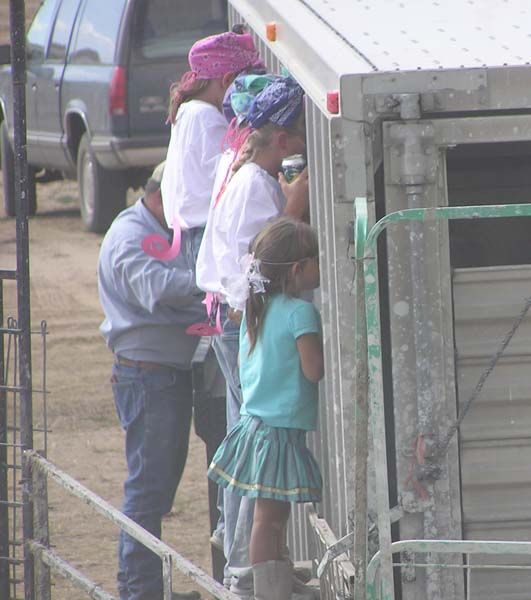 Peeking at the Pigs. Photo by Dawn Ballou, Pinedale Online.