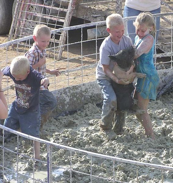 Porkers. Photo by Dawn Ballou, Pinedale Online.