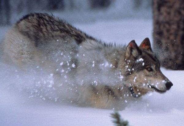 Wolf. Photo by National Park Service.
