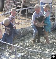 Porkers. Photo by Dawn Ballou, Pinedale Online.