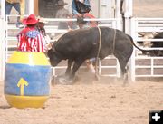 Stepped on. Photo by Clint Gilchrist, Pinedale Online.