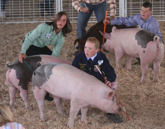 Swine Showmanship. Photo by Clint Gilchrist, Pinedale Online.