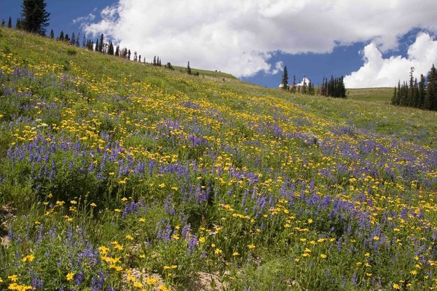 Wyoming Range Flowers. Photo by Dave Bell.