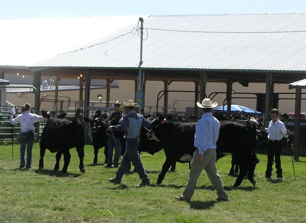 Steer Show. Photo by Dawn Ballou, Pinedale Online.