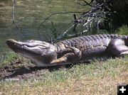 Alligator target by pond. Photo by Dawn Ballou, Pinedale Online.