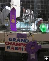 Grand Champion Rabbit. Photo by Dawn Ballou, Pinedale Online.