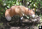 Fox target. Photo by Dawn Ballou, Pinedale Online.