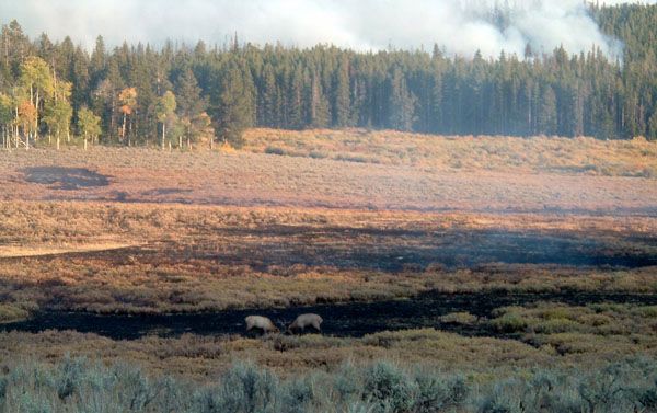 2 Elk and Fire. Photo by Mark Randall.