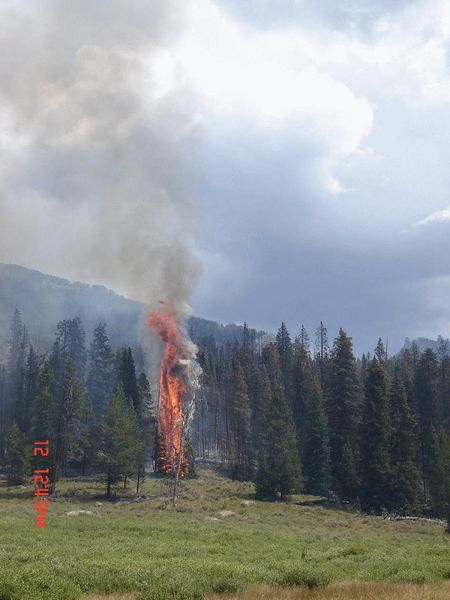 Torching tree. Photo by U.S. Forest Service.