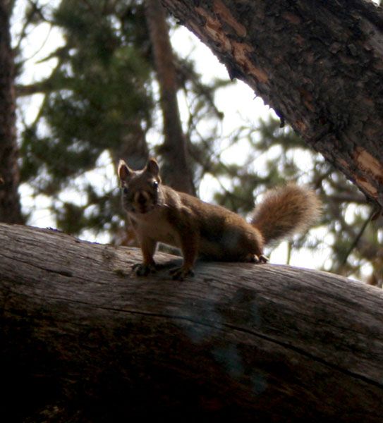 Tree squirrel. Photo by Clint Gilchrist, Pinedale Online.